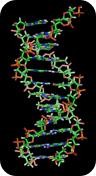 http://upload.wikimedia.org/wikipedia/commons/d/db/DNA_orbit_animated_static_thumb.png